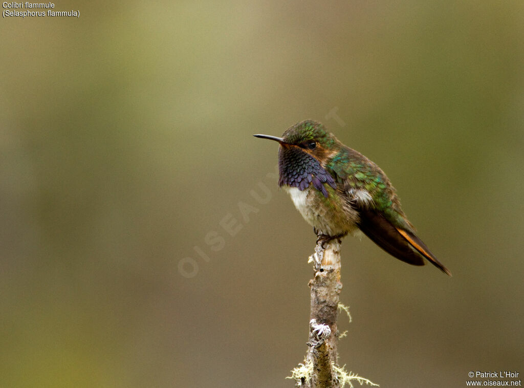 Colibri flammuleadulte