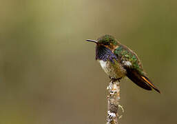 Volcano Hummingbird