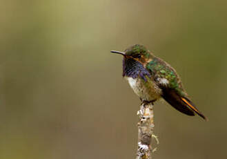Colibri flammule