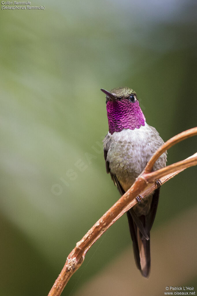 Colibri flammule mâle adulte