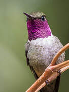 Volcano Hummingbird