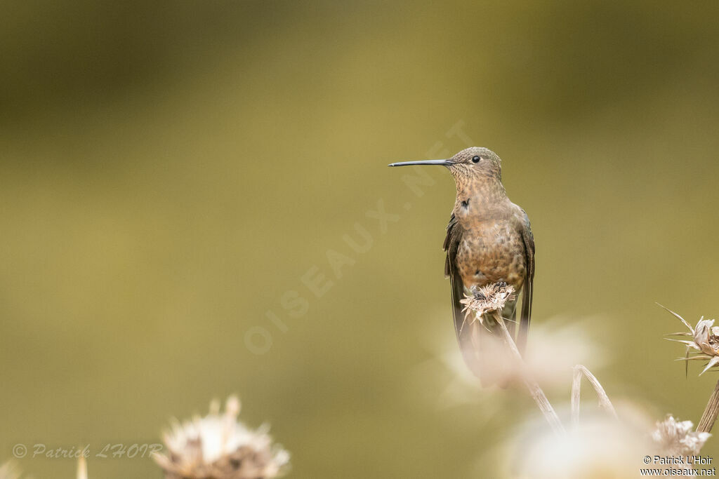 Giant Hummingbird