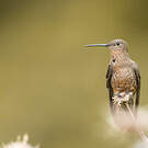 Colibri géant