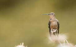 Colibri géant