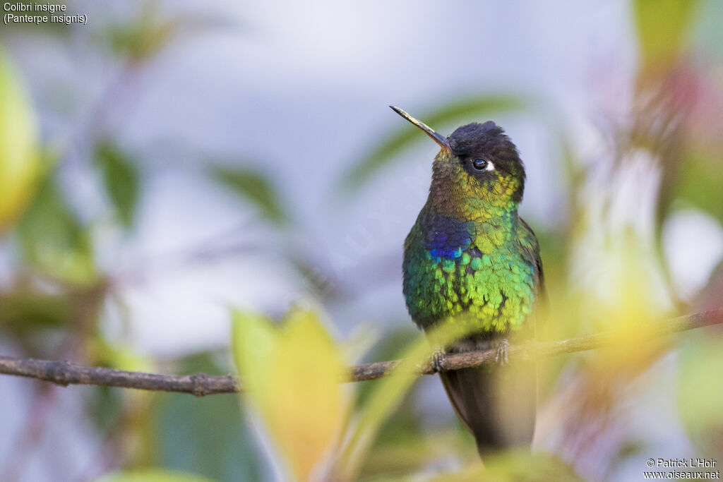 Fiery-throated Hummingbird male adult