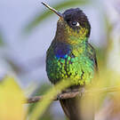 Colibri insigne