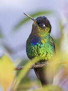 Fiery-throated Hummingbird