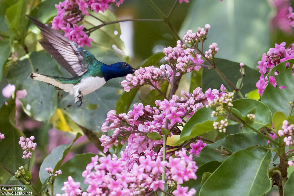 White-necked Jacobin male adult breeding, Flight, eats