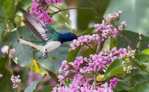 White-necked Jacobin