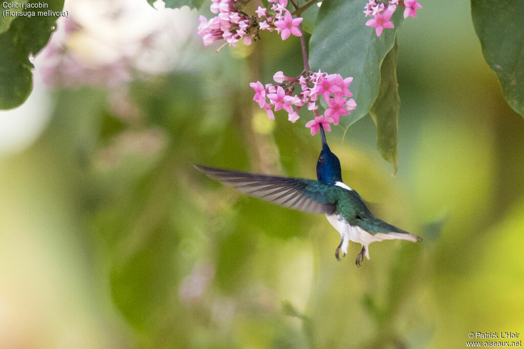 Colibri jacobin mâle adulte