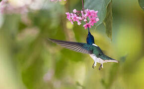 White-necked Jacobin