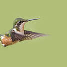 Colibri magenta