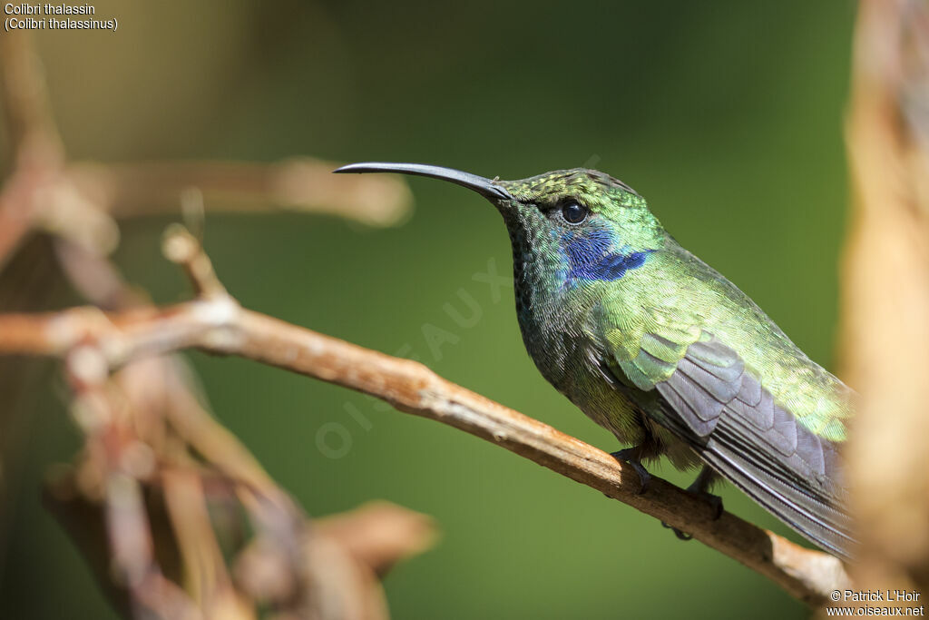 Colibri thalassin mâle adulte