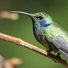 Colibri thalassin