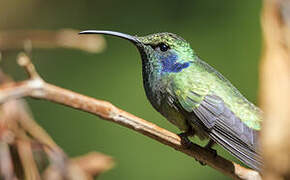 Mexican Violetear