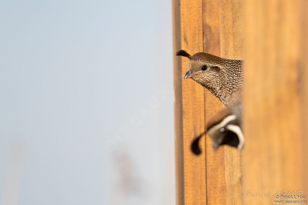 California Quailadult