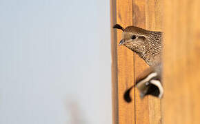 California Quail