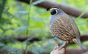 California Quail