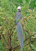 White-headed Mousebird