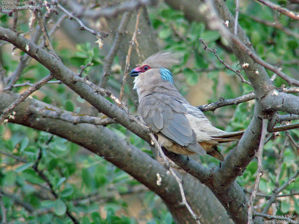 Blue-naped Mousebird