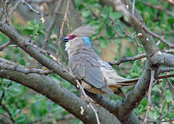 Blue-naped Mousebird