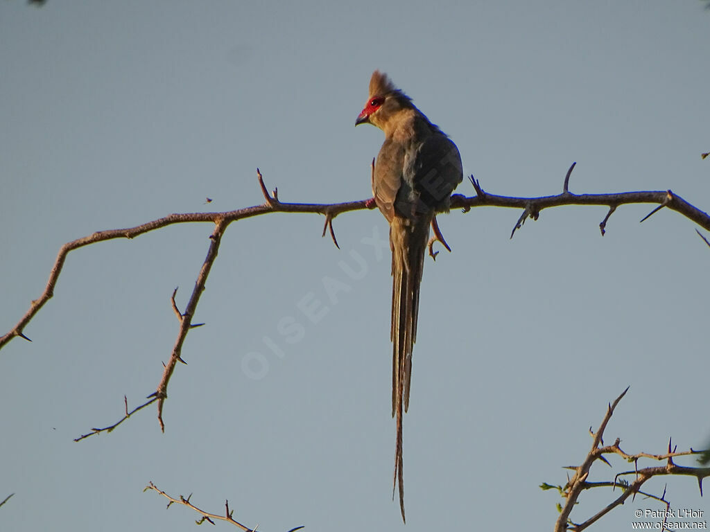 Red-faced Mousebird