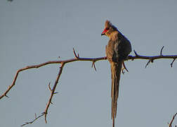 Red-faced Mousebird