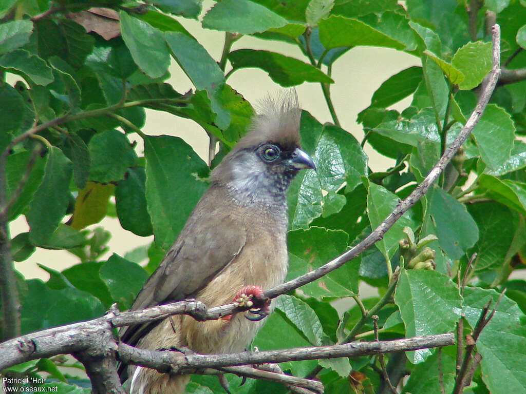 Coliou rayéadulte, identification