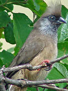 Speckled Mousebird