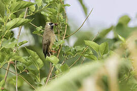 Speckled Mousebird