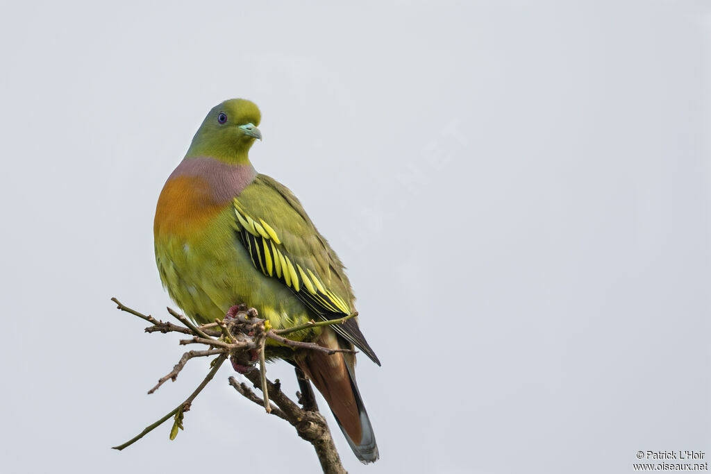 Orange-breasted Green Pigeonadult