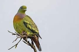 Orange-breasted Green Pigeon