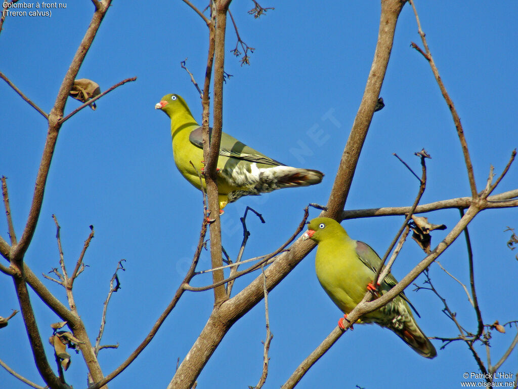 African Green Pigeon