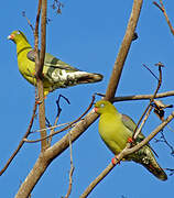 African Green Pigeon