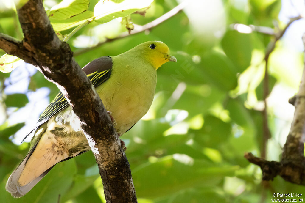 Sri Lanka Green Pigeonadult