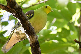 Sri Lanka Green Pigeon