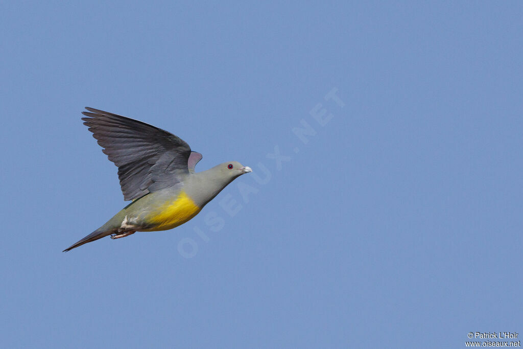 Bruce's Green Pigeon