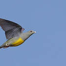 Colombar waalia