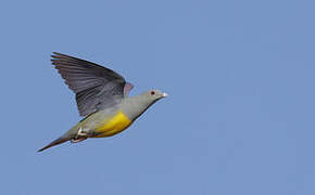 Bruce's Green Pigeon