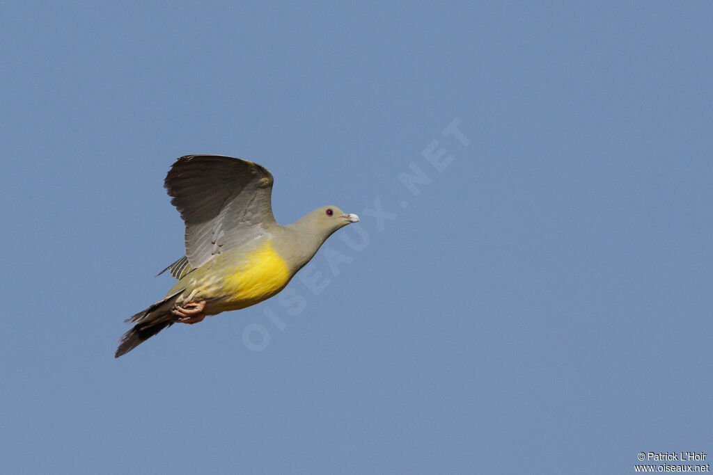 Bruce's Green Pigeon