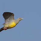 Colombar waalia