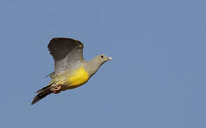 Bruce's Green Pigeon