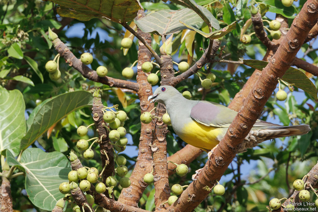 Bruce's Green Pigeon