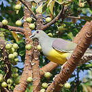 Colombar waalia