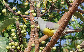 Bruce's Green Pigeon