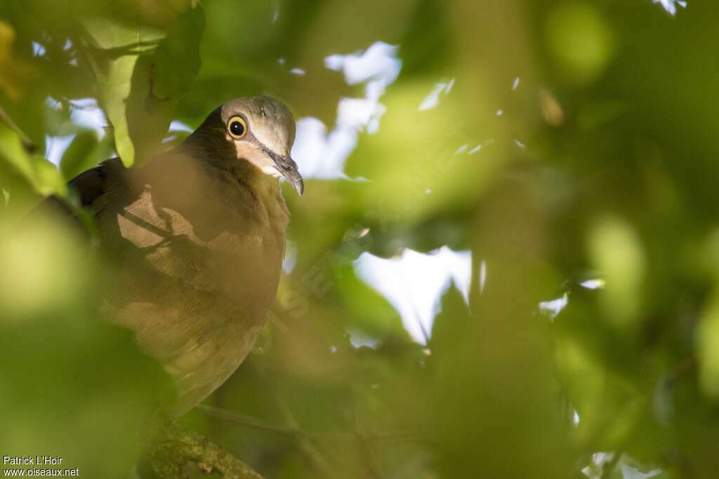 Grey-headed Dove