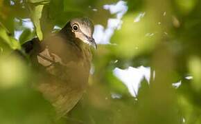 Grey-headed Dove