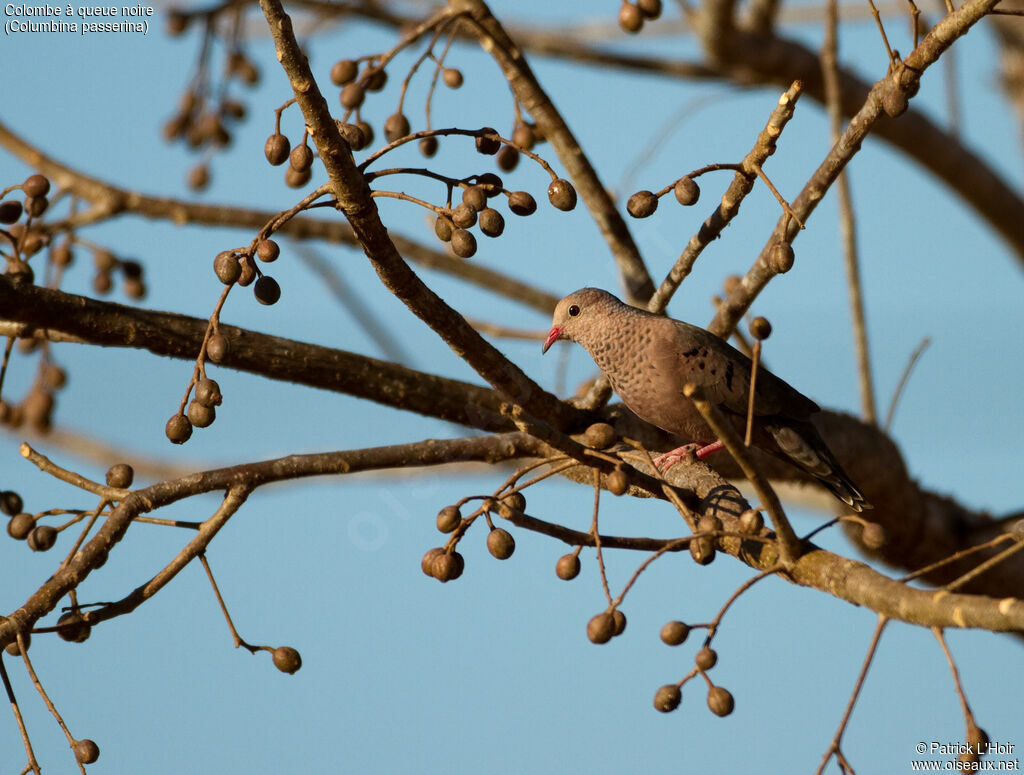 Common Ground Doveadult