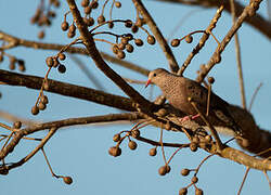 Common Ground Dove