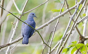 Blue Ground Dove